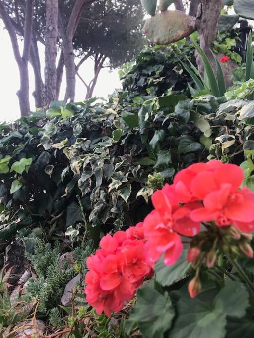 Villa Barabarca Capoliveri  Bagian luar foto